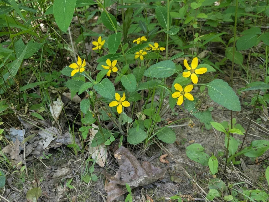 Chrysogonum Virginianum