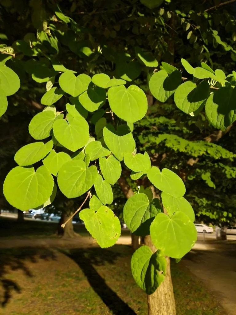 Cercidiphyllum Japonicum