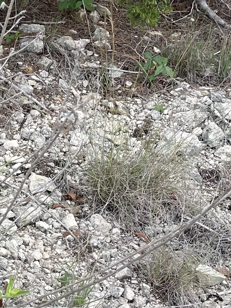 Muhlenbergia Reverchonii