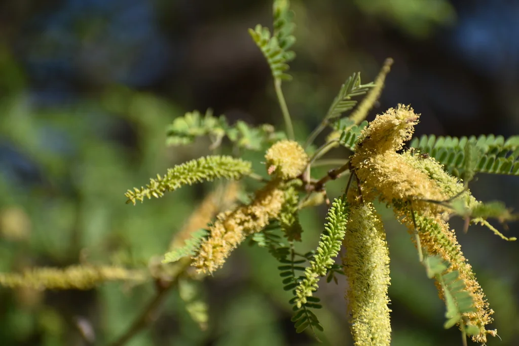 Prosopis Velutina