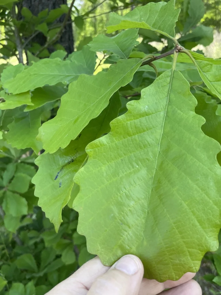 Quercus Michauxii
