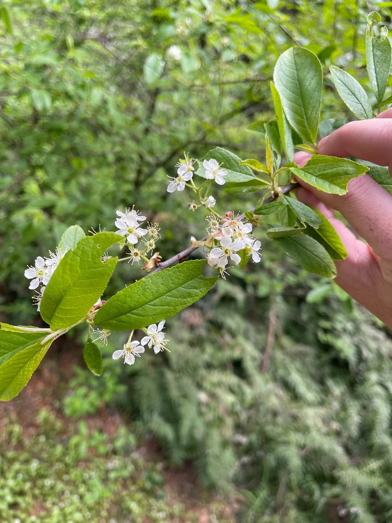 Prunus Emarginata