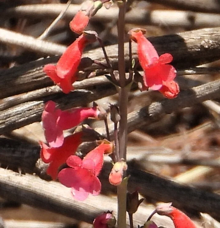 Penstemon Wrightii
