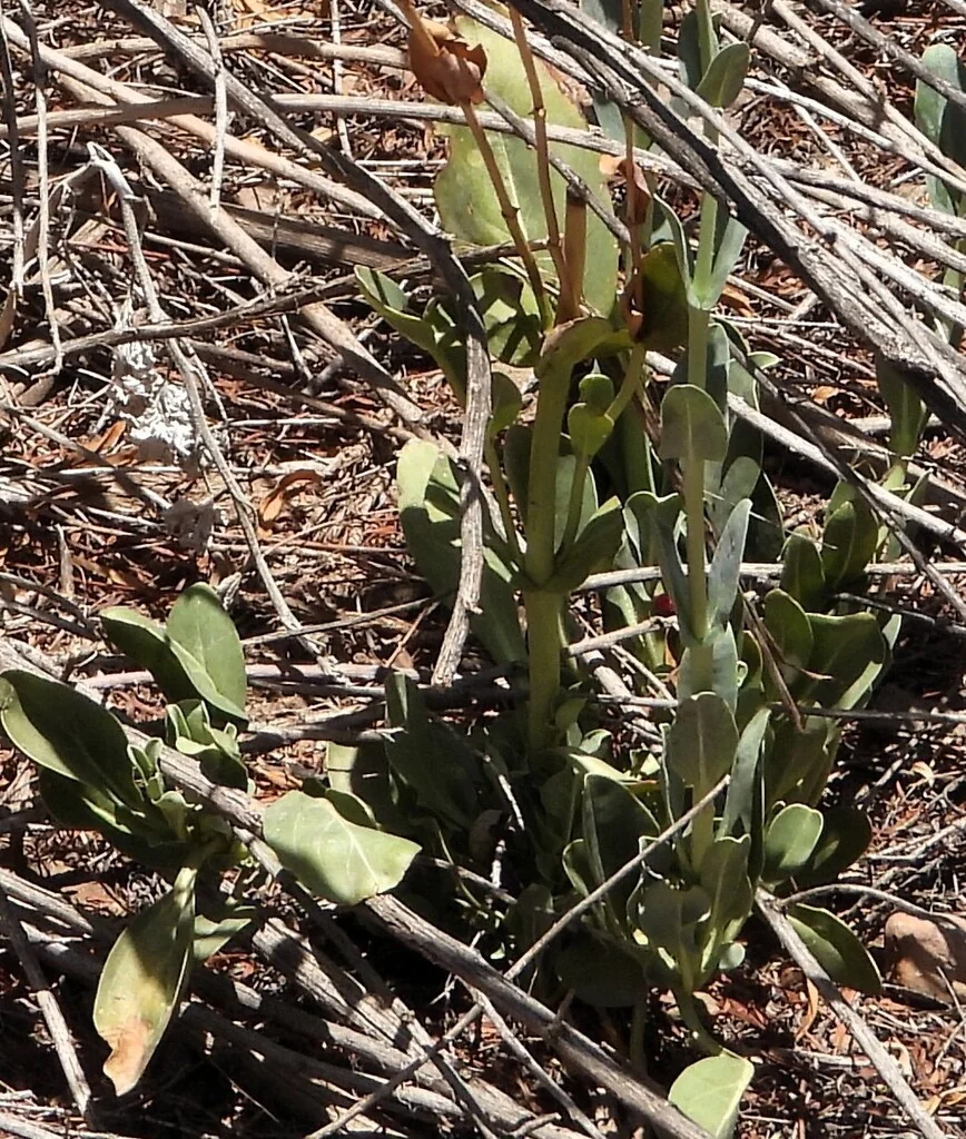 Penstemon Wrightii