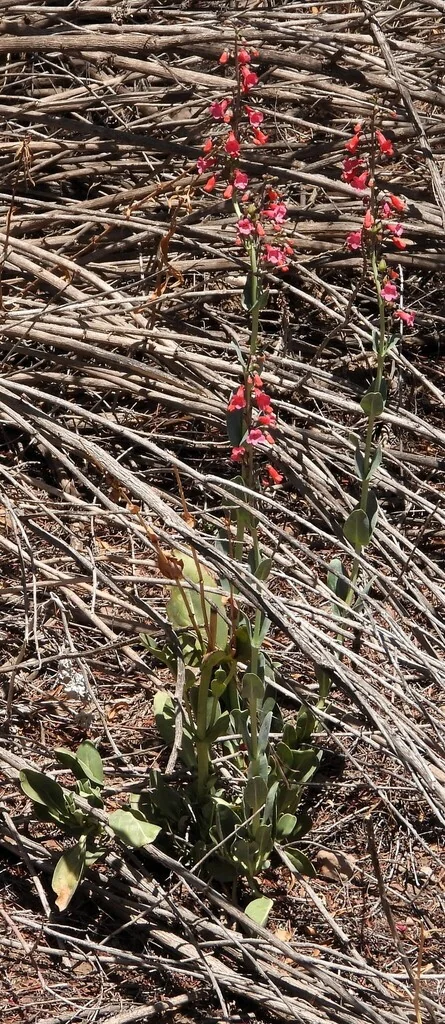 Penstemon Wrightii