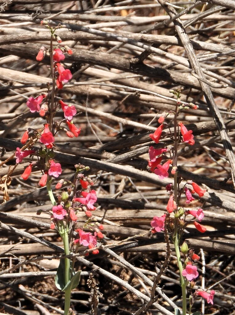 Penstemon Wrightii