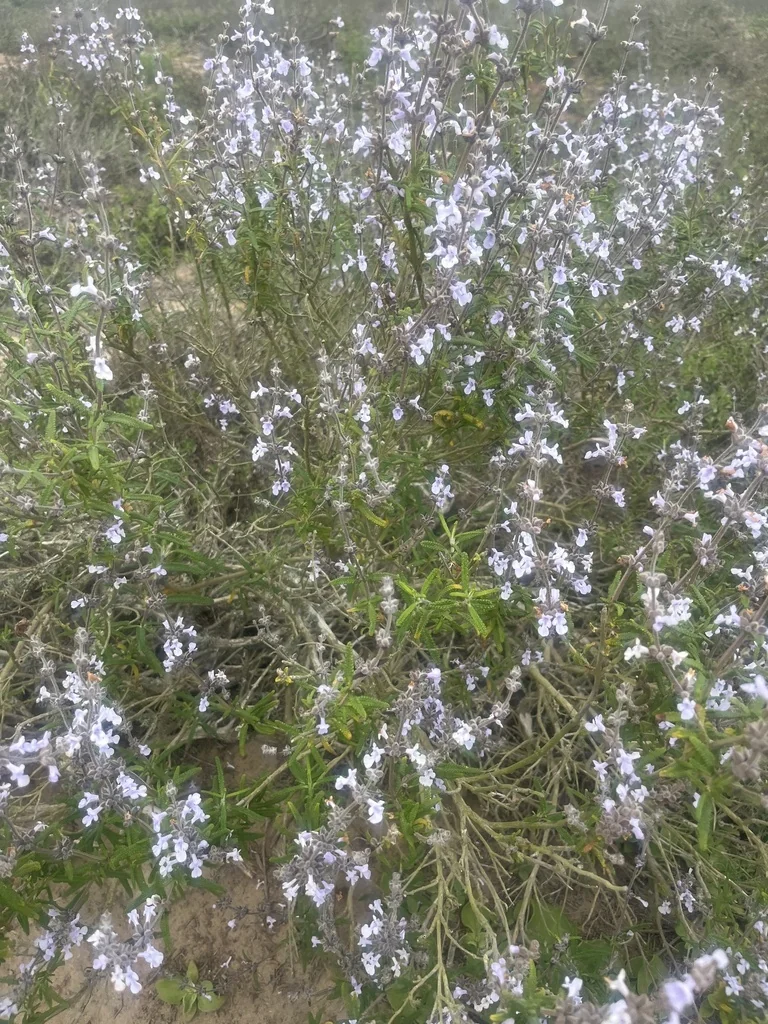 Salvia Brandegeei