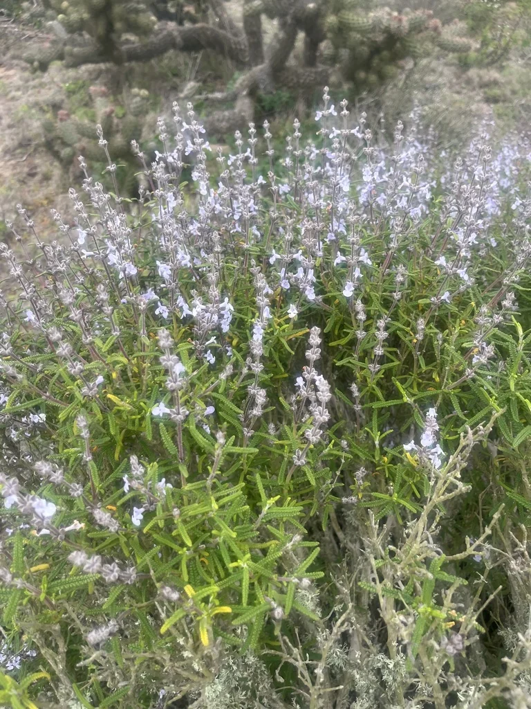 Salvia Brandegeei