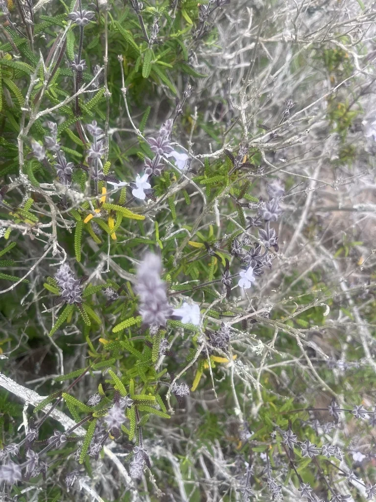 Salvia Brandegeei