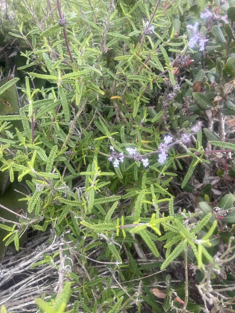 Salvia Brandegeei