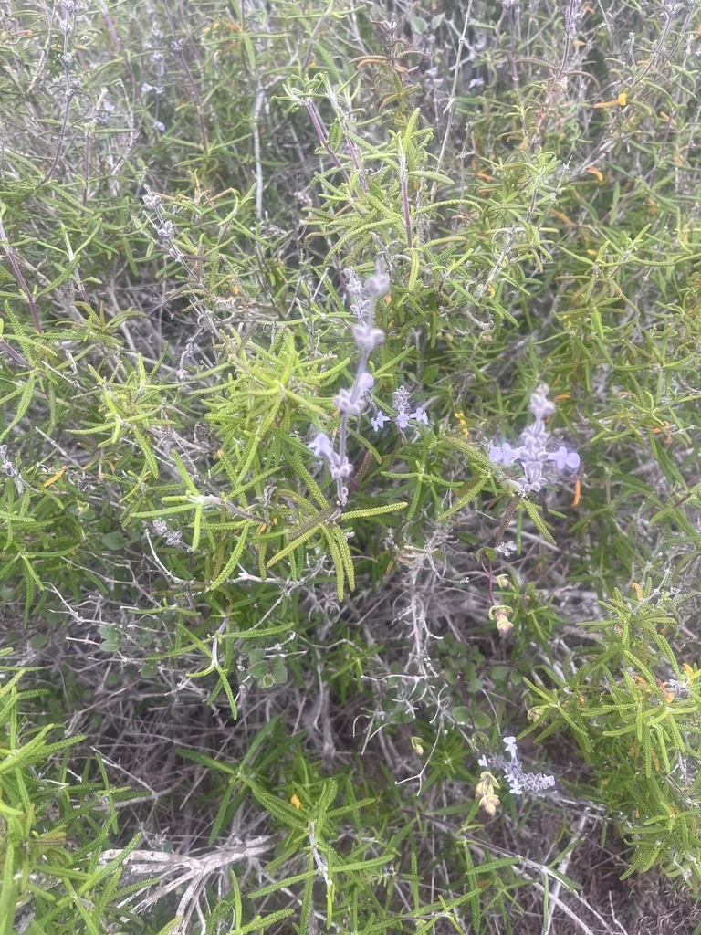 Salvia Brandegeei