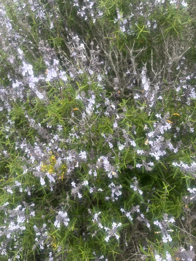 Salvia Brandegeei