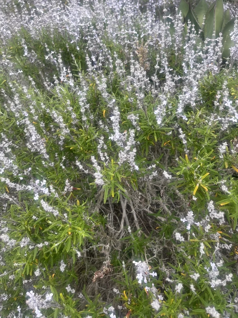 Salvia Brandegeei