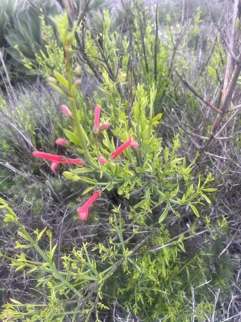 Gambelia Juncea