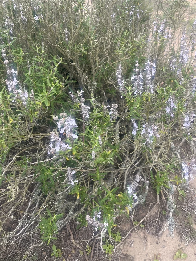 Salvia Brandegeei