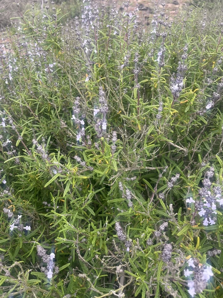 Salvia Brandegeei