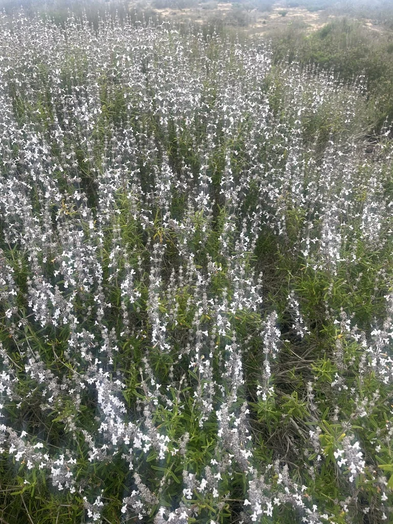 Salvia Brandegeei