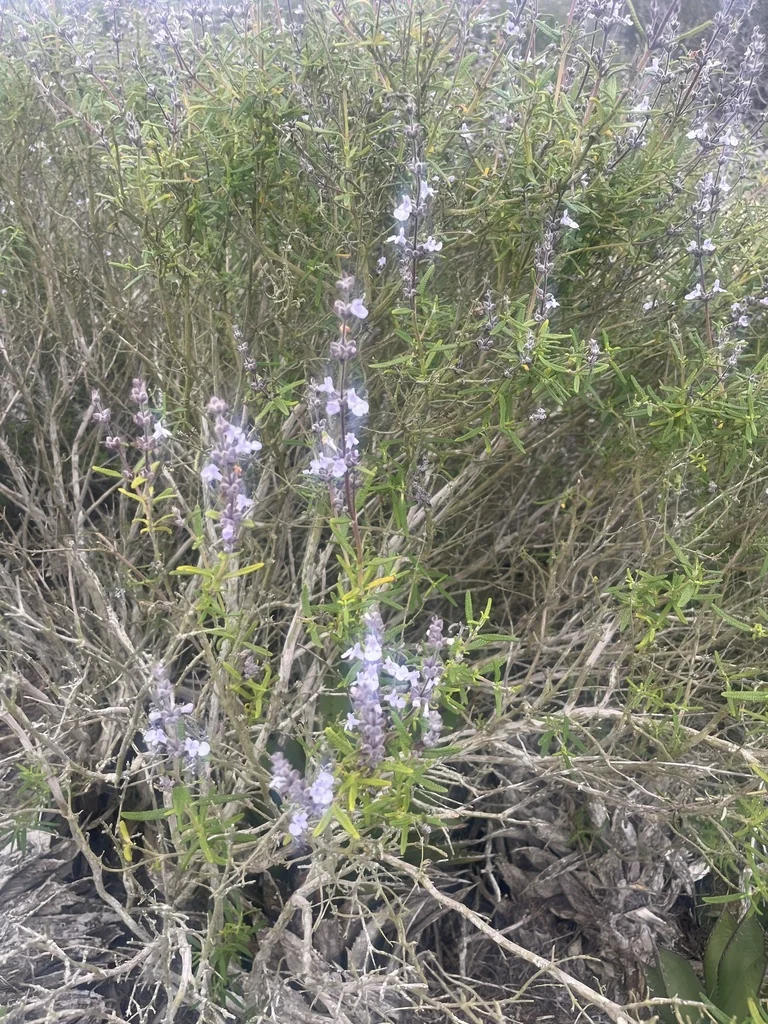 Salvia Brandegeei