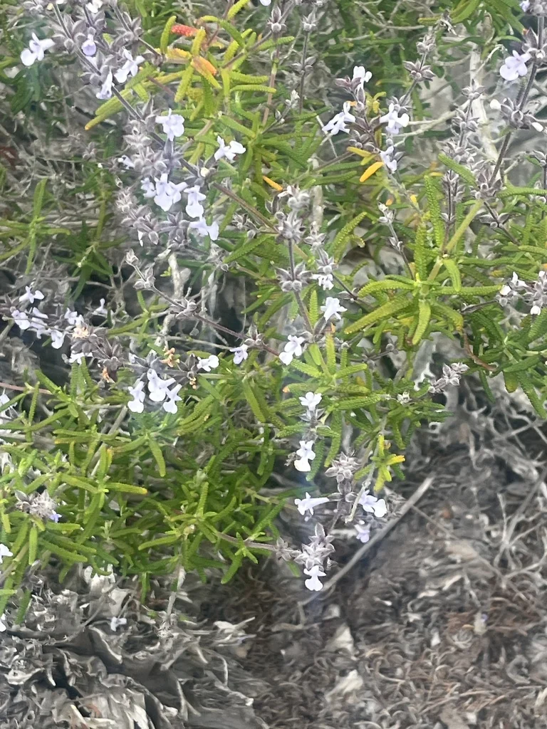 Salvia Brandegeei