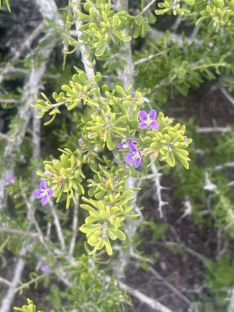 Lycium Brevipes