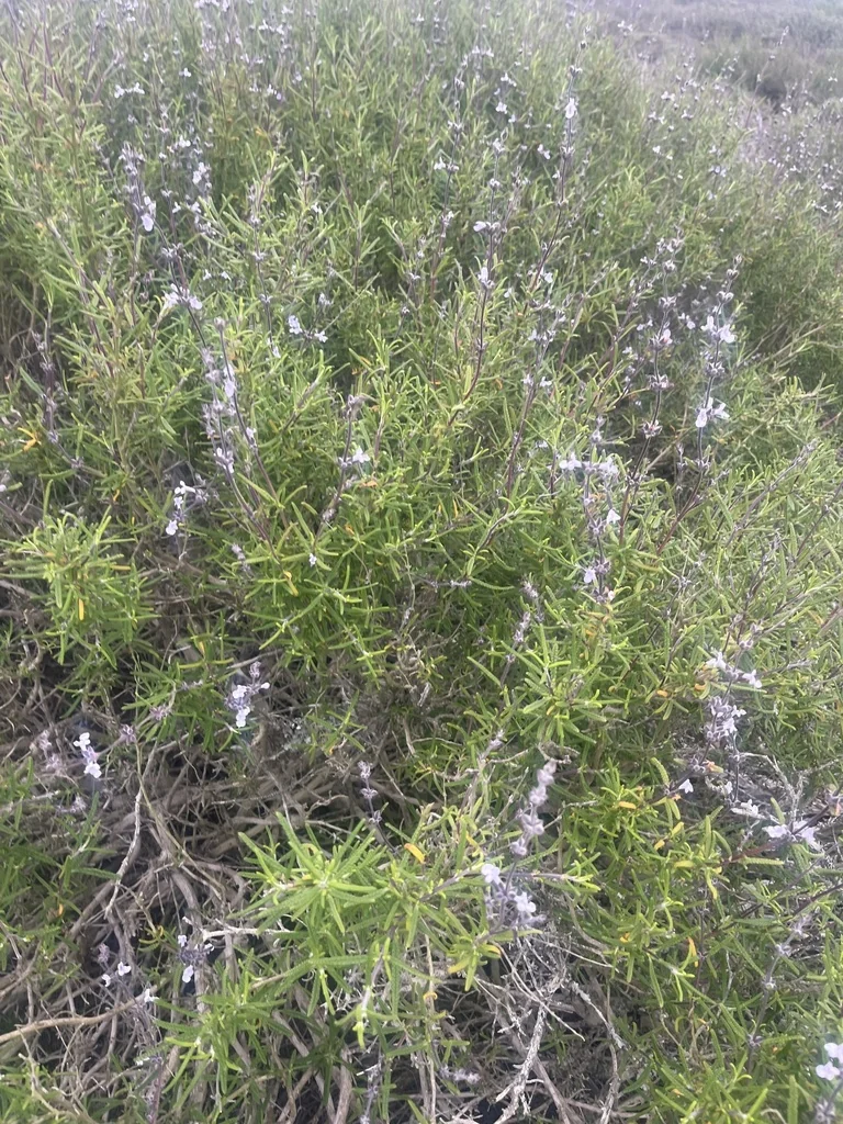 Salvia Brandegeei