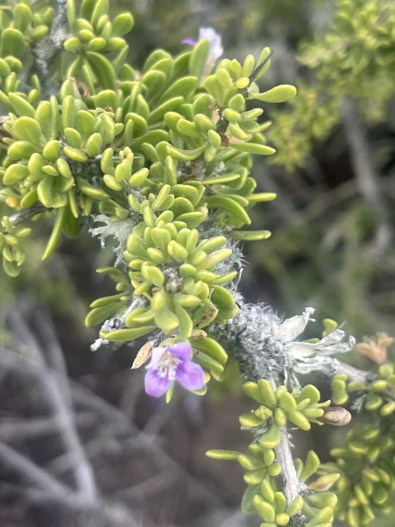 Lycium Brevipes