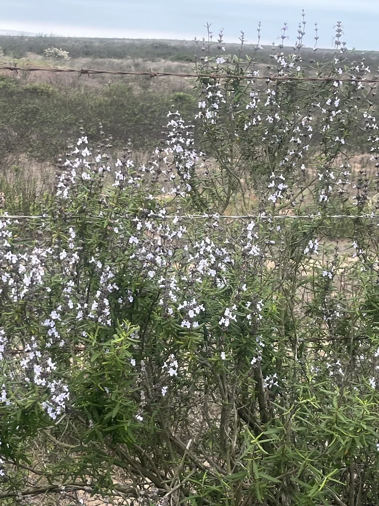 Salvia Brandegeei