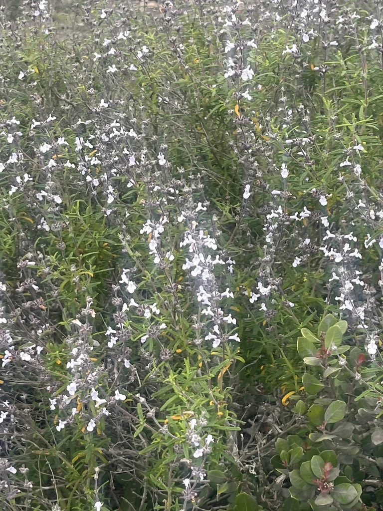 Salvia Brandegeei