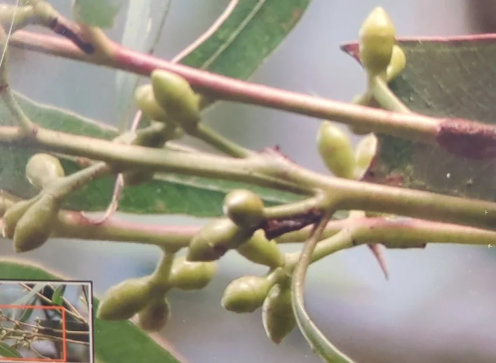 Eucalyptus Viminalis