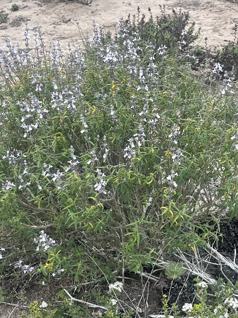 Salvia Brandegeei