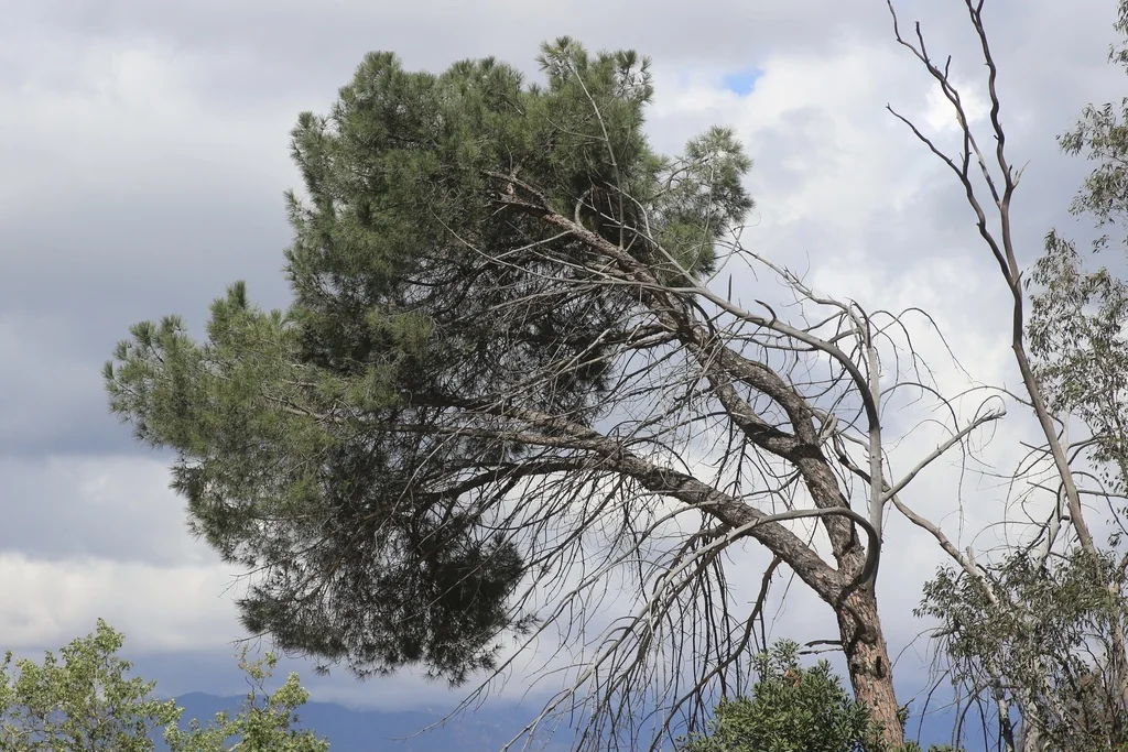 Pinus Pinea