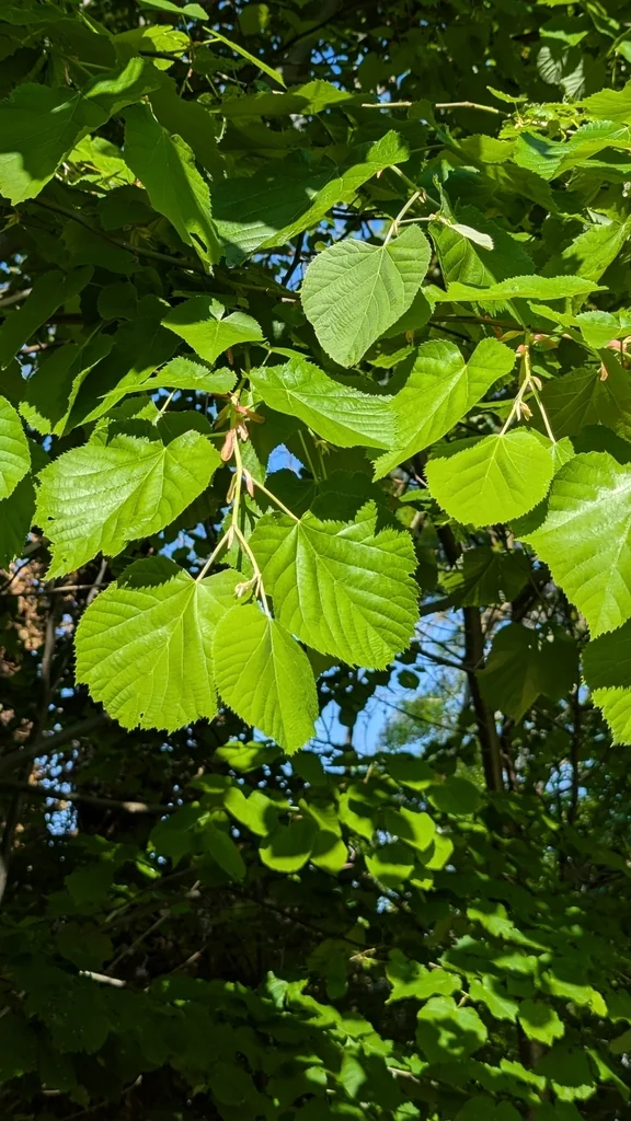 Tilia Tomentosa