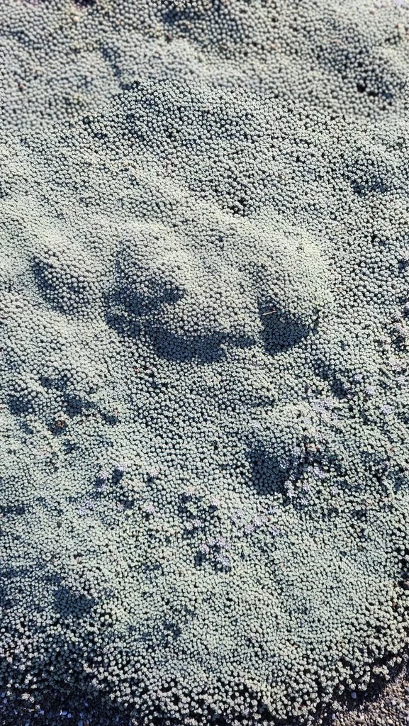Raoulia Australis