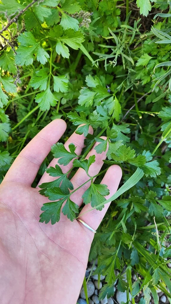 Petroselinum Crispum