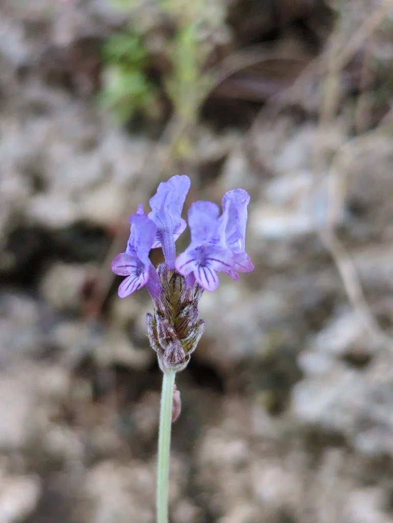 Lavandula Multifida