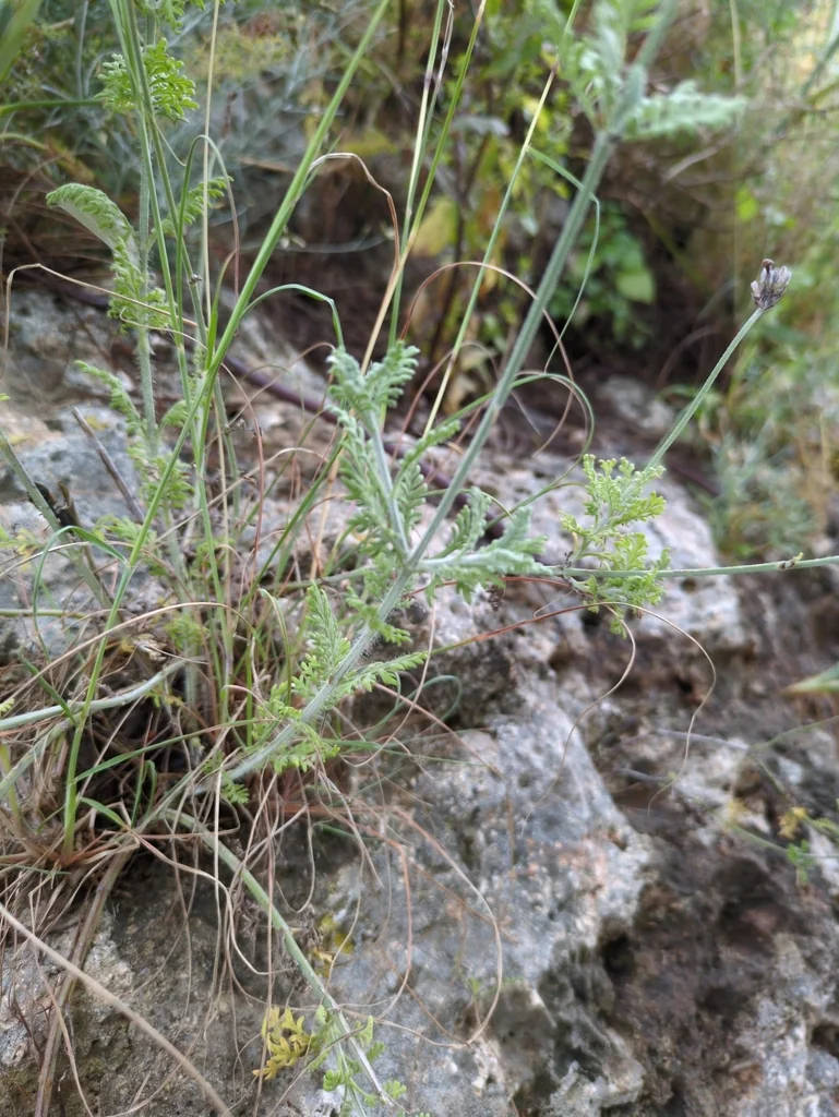 Lavandula Multifida