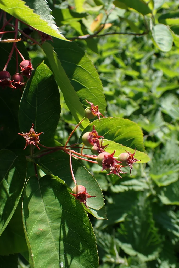 Amelanchier Lamarckii