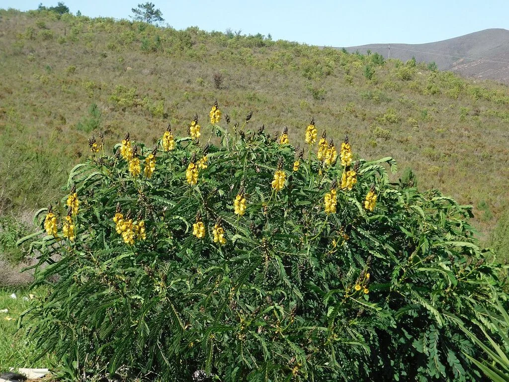 Senna Didymobotrya