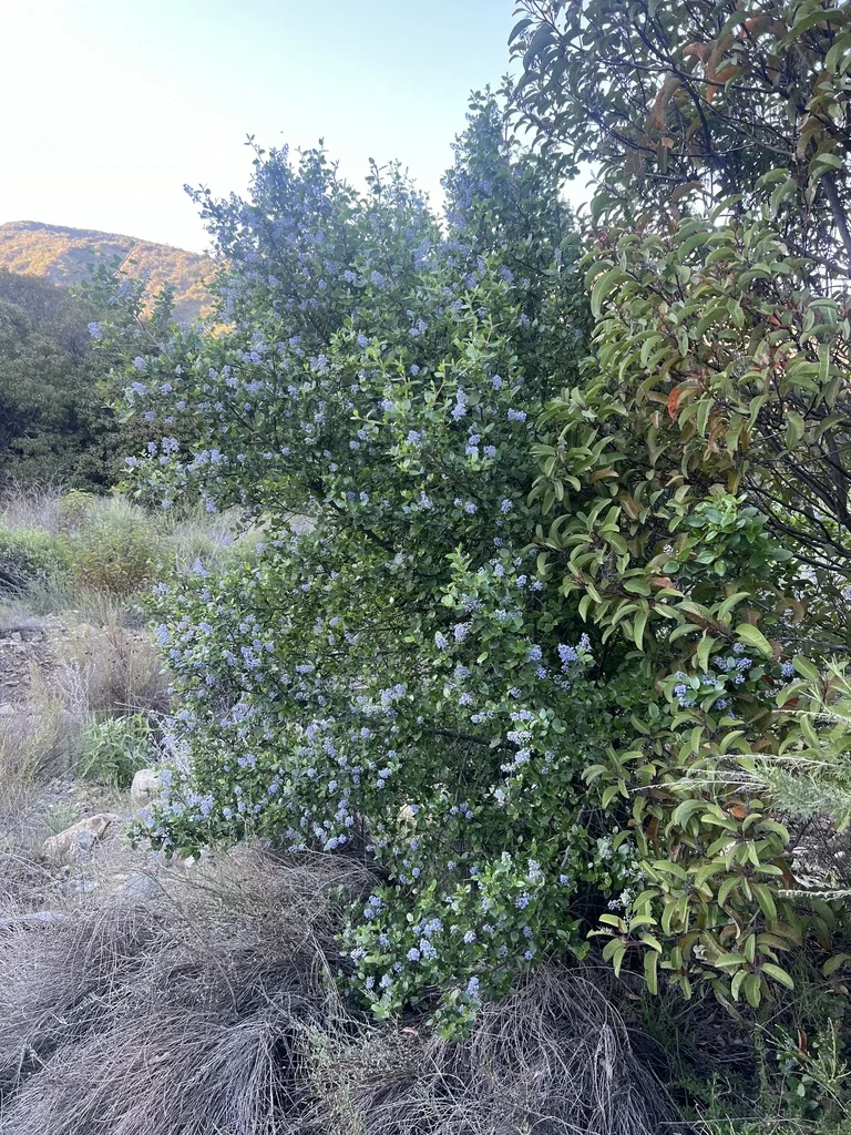 Ceanothus Oliganthus