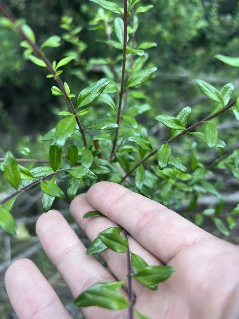 Keckiella Antirrhinoides