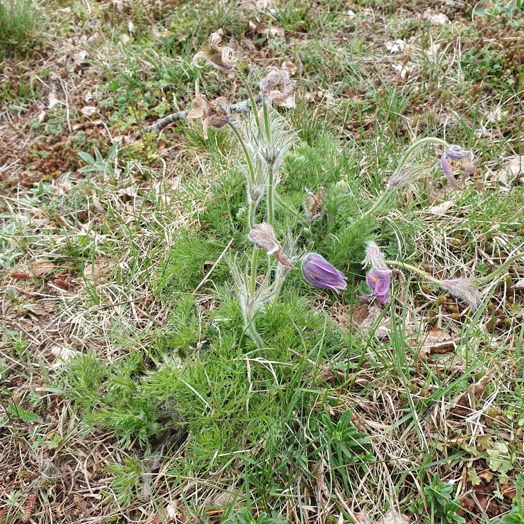 Pulsatilla Vulgaris
