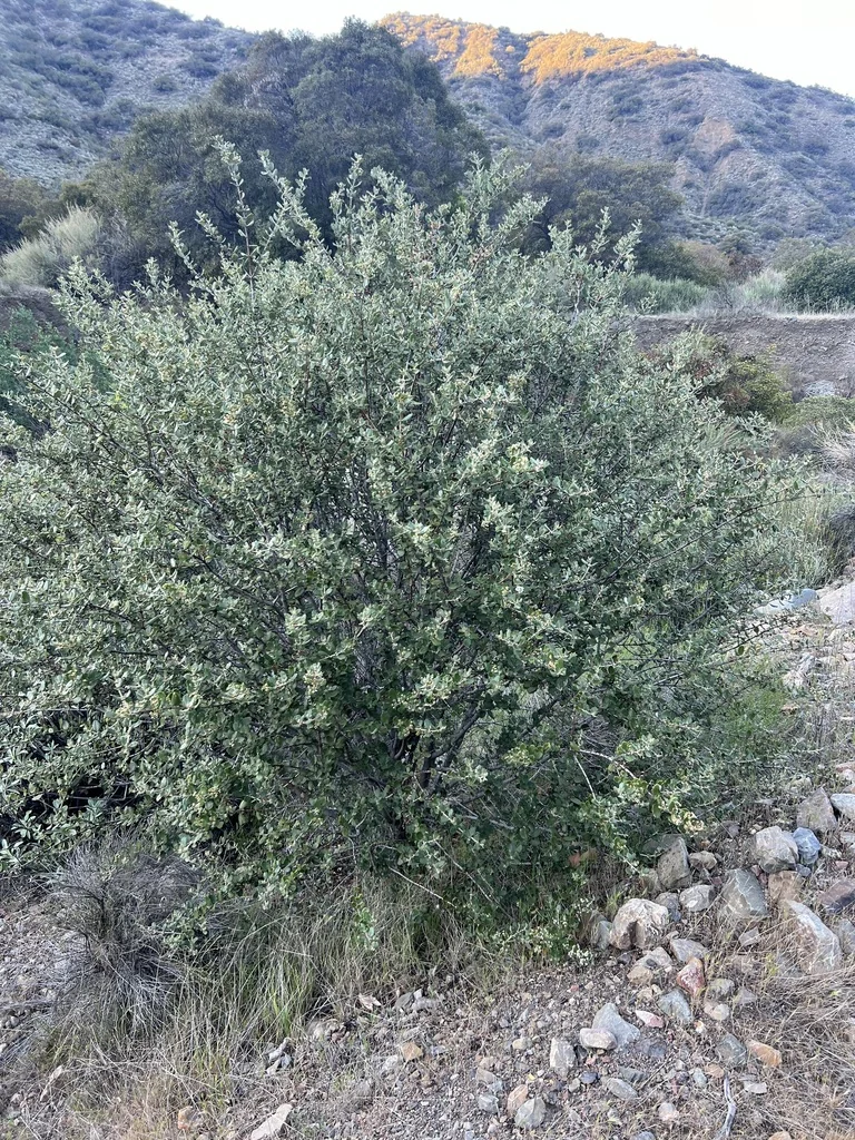 Ceanothus Crassifolius
