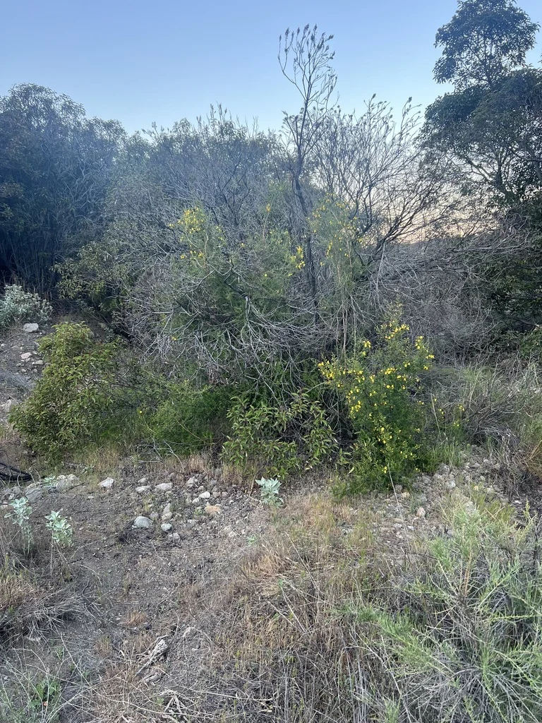 Keckiella Antirrhinoides