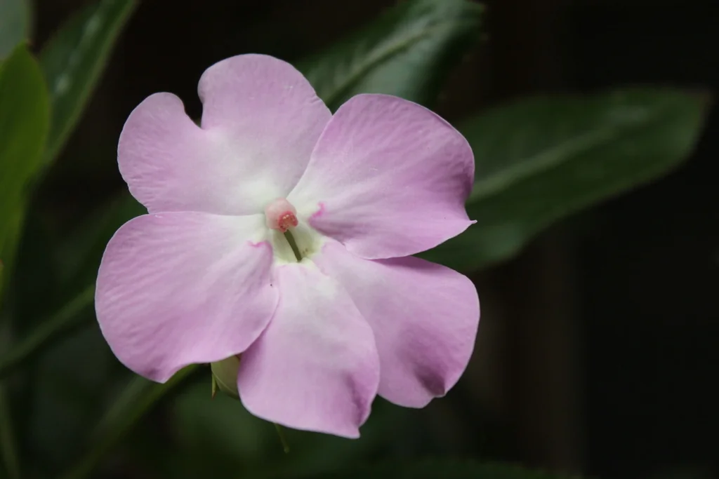 Impatiens Sodenii