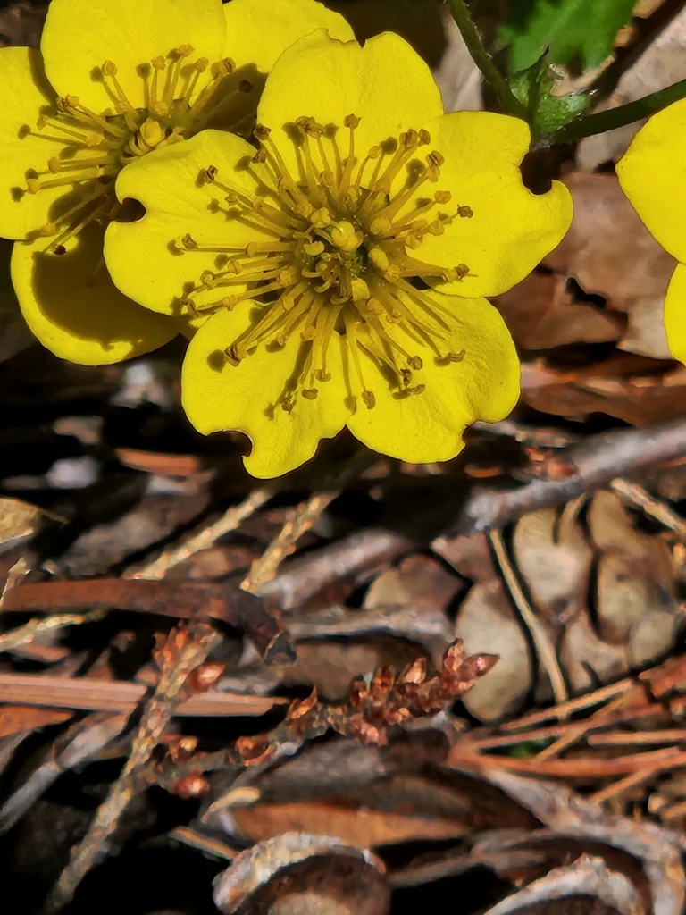 Waldsteinia Ternata