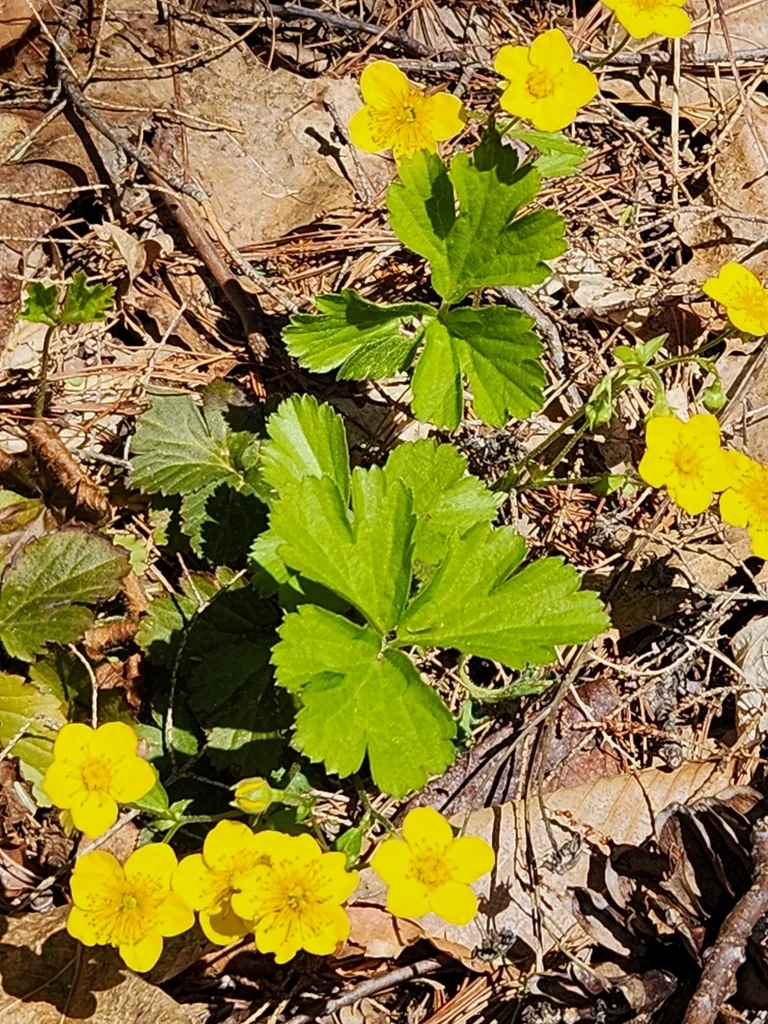 Waldsteinia Ternata