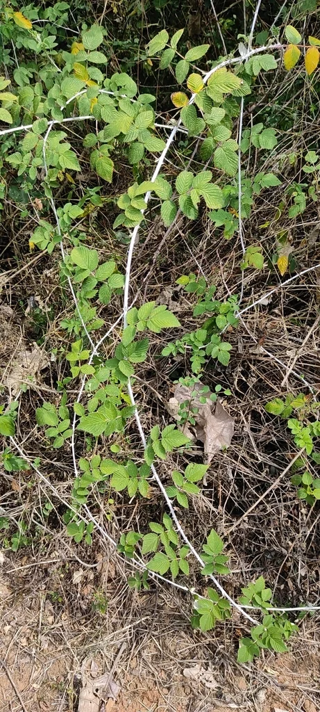 Rubus Niveus