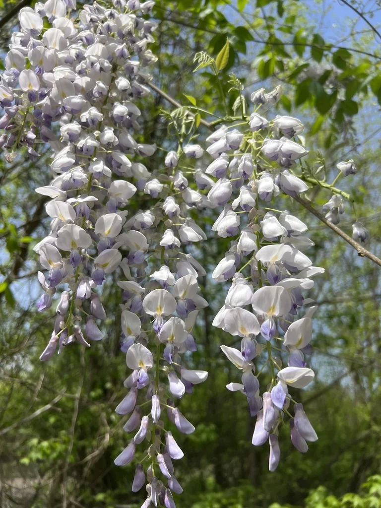 Wisteria Sinensis