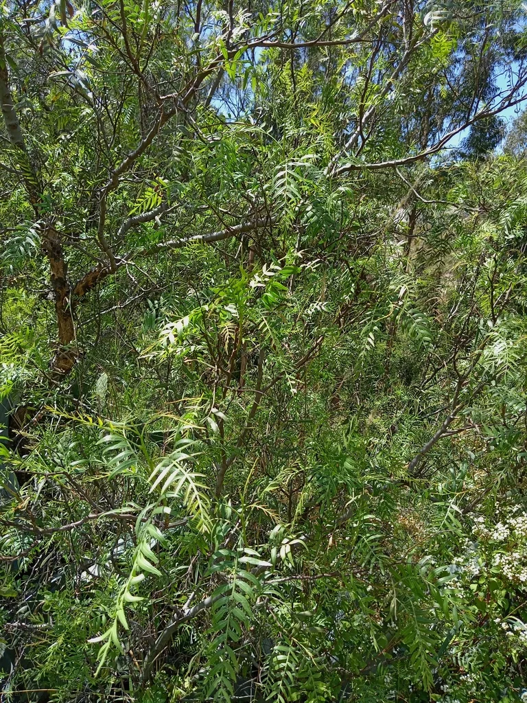 Schinus Molle