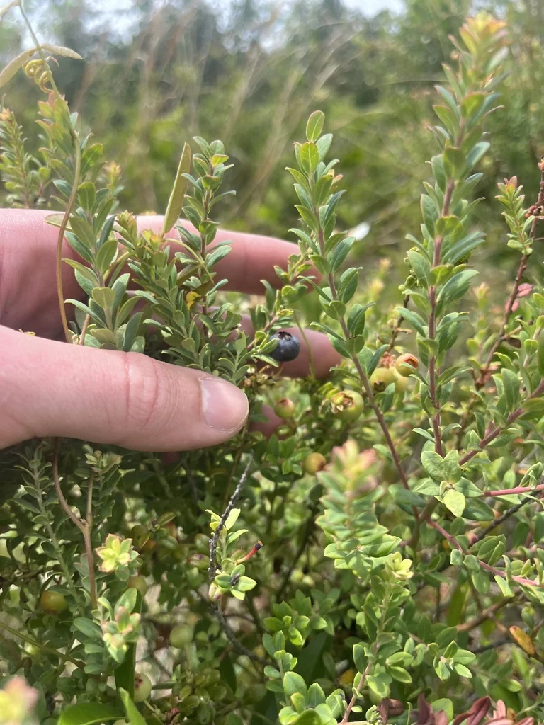 Vaccinium Darrowii